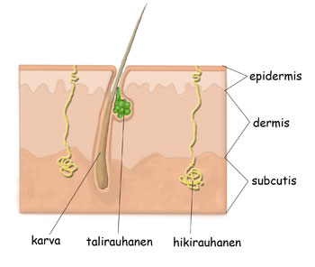 Solunetti Ihon Kerrokset solunetti-ihon-kerrokset